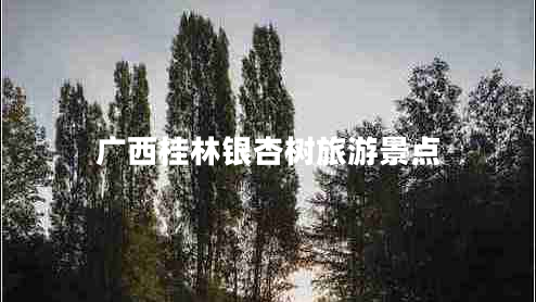 廣西桂林銀杏樹旅游景點(diǎn)