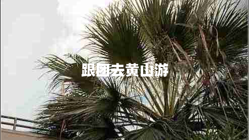 跟團去黃山游