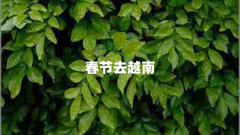 春節去越南