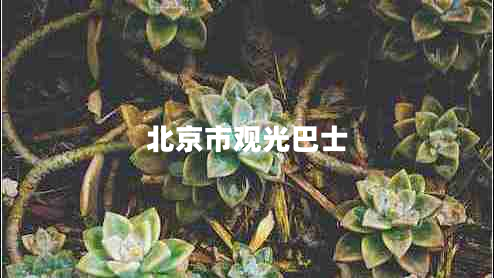 北京市觀光巴士
