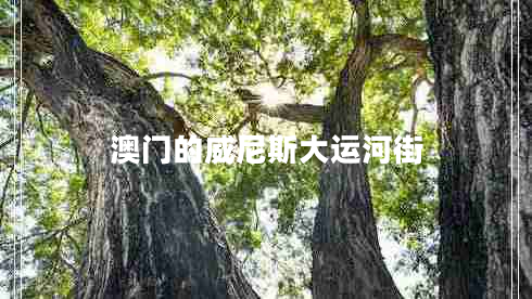 澳門的威尼斯大運河街