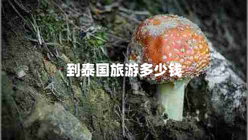 到泰國旅游多少錢(qián)