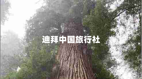迪拜中國(guó)旅行社