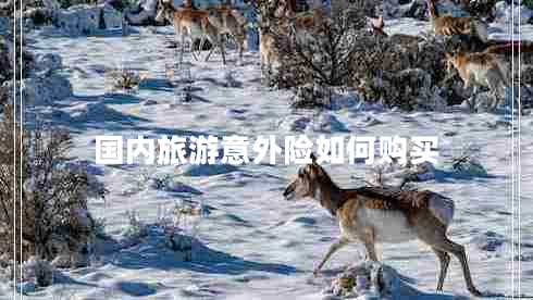 國內(nèi)旅游意外險如何購買