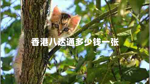 香港八達(dá)通多少錢一張