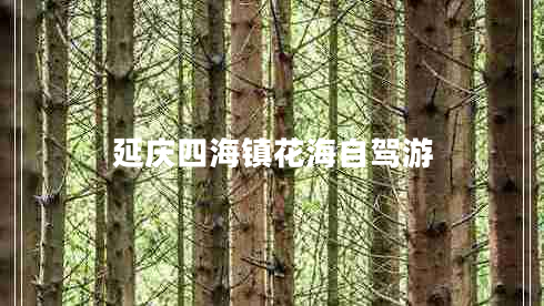 延慶四海鎮花海自駕游