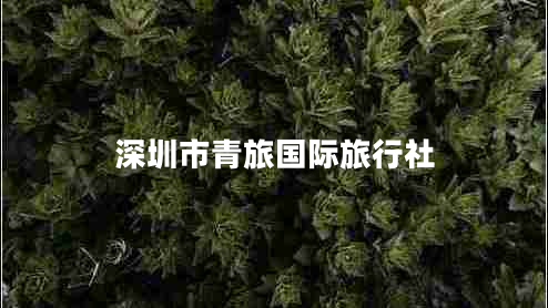 深圳市青旅國(guó)際旅行社