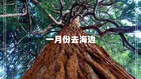 一月份去海邊