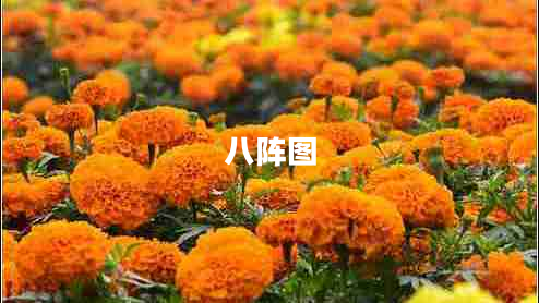 八陣圖