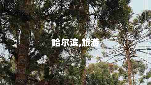 哈爾濱,旅游
