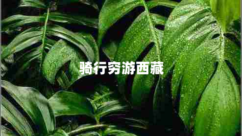 騎行窮游西藏
