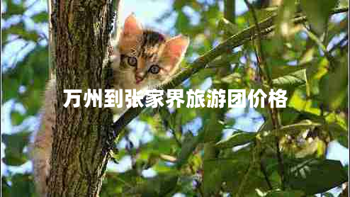 萬(wàn)州到張家界旅游團價(jià)格