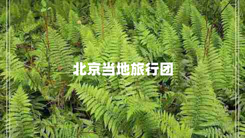 北京當(dāng)?shù)芈眯袌F(tuán)