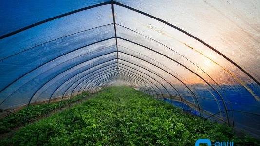 建一個二畝地的大棚多少錢