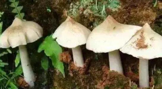 雞樅菌價格多少一斤