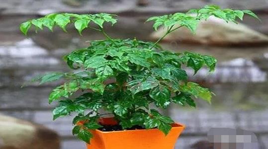 幸福樹的養(yǎng)殖方法和注意事項