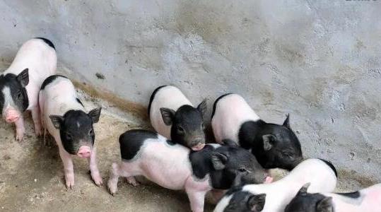 小香豬多少錢一只