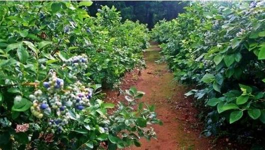 藍莓的種植方法和技術(shù)