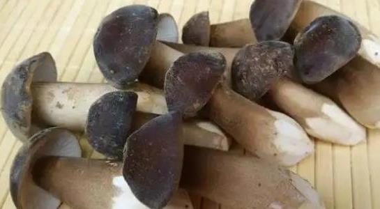 雞樅菌價格多少一斤