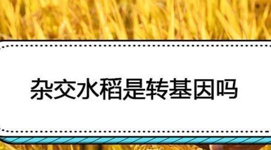 雜交水稻是轉(zhuǎn)基因嗎