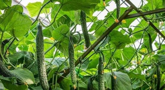 農(nóng)業(yè)種植什么項目前景好掙錢多