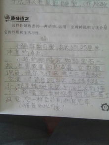 貓的作文說明方法有哪些