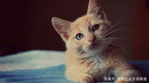 運(yùn)送寵物的方法有哪些
