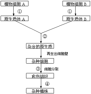 測(cè)量細(xì)胞大小都有哪些方法