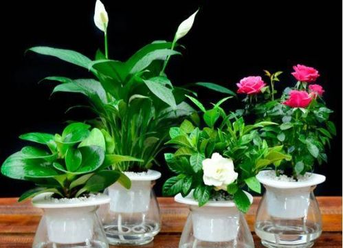 植物是通過(guò)哪些方式方法適應(yīng)環(huán)境的