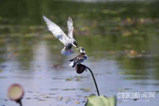 鳥(niǎo)的避暑方法有哪些