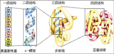 測蛋白質含量都有哪些方法有哪些方法