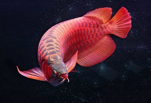 魚類人工催產(chǎn)的方法有哪些