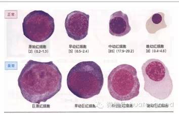 有哪些方法可以辨認(rèn)血細(xì)胞