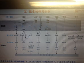 激素的調(diào)節(jié)記憶方法有哪些
