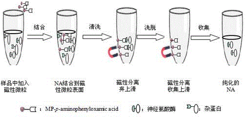 分離純化細菌的方法有哪些