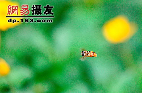 科學(xué)捉蟲的方法有哪些