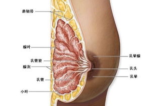 乳腺腫瘤手術治療方法有哪些