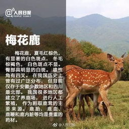 保護珍稀動物有哪些方法