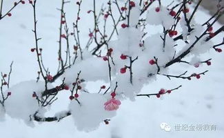 寫(xiě)冬天雪的詩(shī)句古詩(shī)