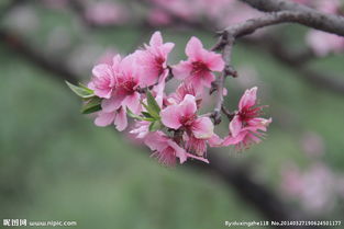詩句,圖畫,桃花