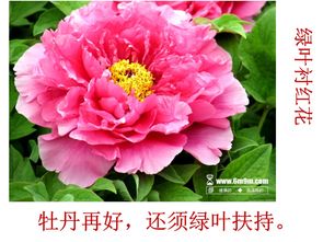 古詩中運(yùn)用襯托手法的詩句