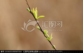 柳枝發(fā)芽的仿古詩(shī)句