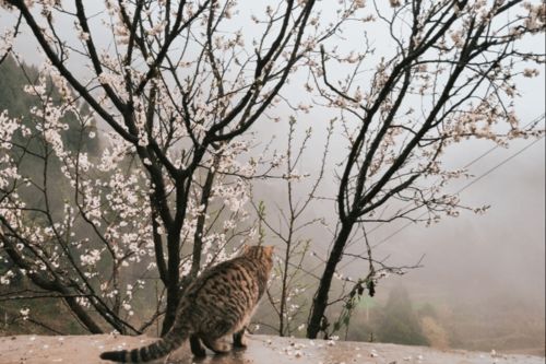 春雨,古詩,詩句,描寫