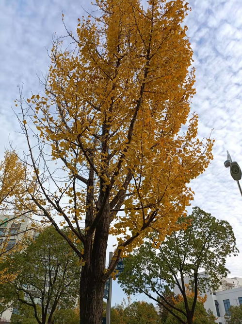 古詩(shī)詞,銀杏,詩(shī)句,贊美