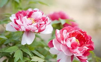 關(guān)于贊揚(yáng)花博會(huì)的詩(shī)句