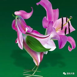 關(guān)于花和雞的詩(shī)句