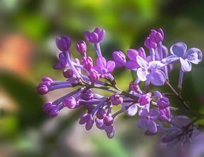 中國(guó)有什么詩(shī)句是關(guān)于丁香花