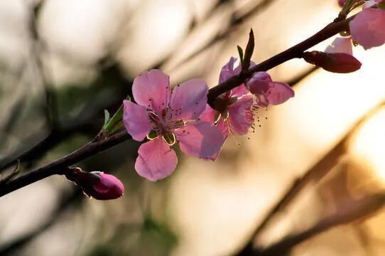 關(guān)于花風(fēng)的詩句有哪些