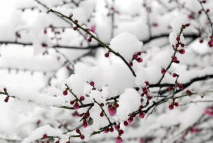 古詩,詩句,雪梅