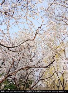 關于寫杏樹開花的詩句